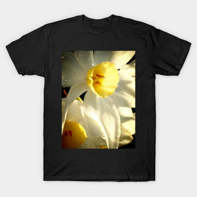 Daffodil Flower T-Shirt by DeborahMcGrath